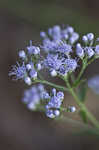 Ivyleaf thoroughwort